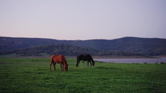 Horses eating grass in the field at sunrise. Mountain lake by backgrounds