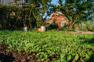 Fototapeta na wymiar Green shoots in the garden in a country house