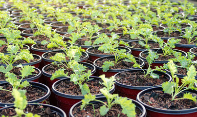 showcases rows of organic seedlings in small pots. The vibrant green seedlings, nurtured in nutrient-rich soil, symbolize the beginning of a sustainable agriculture journey.