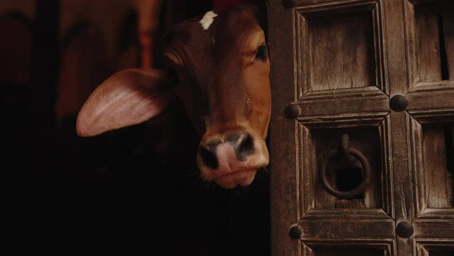 A cute young curious brown cow nods his head and stands alone behind the vintage doorway and funny sticks her muzzle out from behind the old wooden door in old indian city street