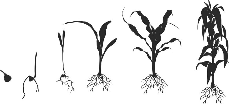 Life cycle of corn (maize) plant silhouette, Cycle of growth of corn black silhouette, Corn life cycle silhouette, Corn seed growing silhouette, Process of growing corn in agriculture.