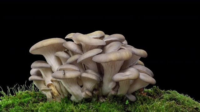 4K Time lapse of oyster mushroom growth - close-up. Healthy eco food. Edible mushrooms grow on a biofarm. Food production business. alpha channel, 4k video