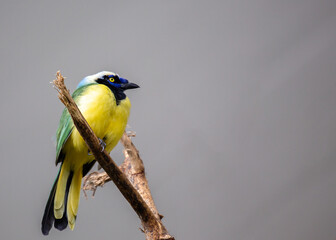 Green Jay (Cyanocorax luxuosus) spotted outside