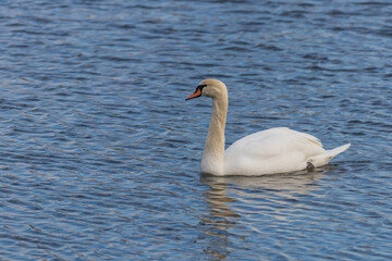 Swans - Cygnus swim on the water in sunny weather and hunt for food
