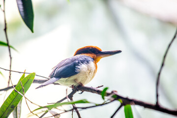 Guam Micronesian Kingfisher (Todiramphus cinnamominus) Perched © fluffandshutter