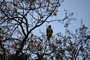 red tailed hawk