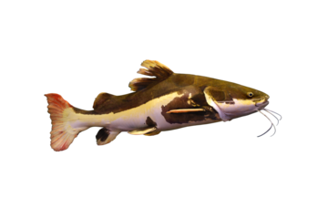The redtail catfish isolated on the transparent background