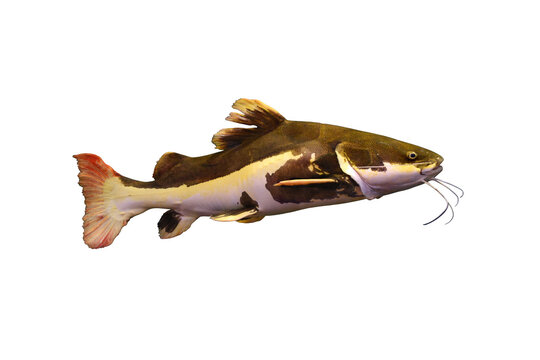 The redtail catfish isolated on the transparent background