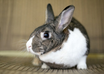 A Dutch mixed breed pet rabbit