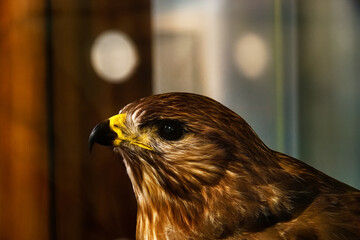 bird animal nature wild predatory head feathers beak eyes fauna