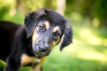 A cute young German Shepherd mixed breed puppy