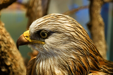 bird animal nature wild predatory head feathers beak eyes fauna