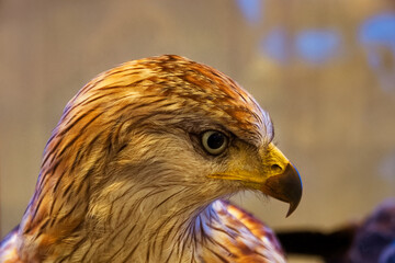 bird animal nature wild predatory head feathers beak eyes fauna