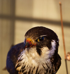 bird animal nature wild predatory head feathers beak eyes fauna