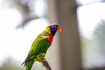 Rainbow Lorikeet (Trichoglossus moluccanus) Outdoors