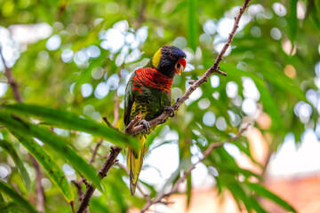 Rainbow Lorikeet (Trichoglossus moluccanus) Outdoors