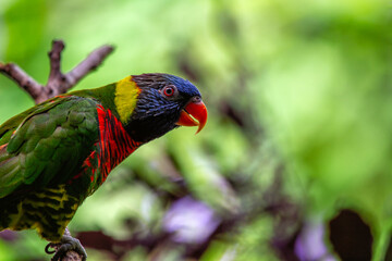 Rainbow Lorikeet (Trichoglossus moluccanus) Outdoors