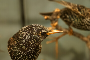 bird animal nature wild predatory head feathers beak eyes fauna