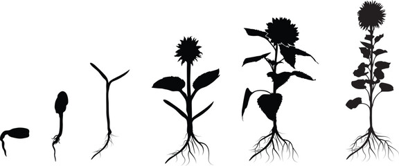 Life cycle of sunflower silhouette, Plant growth stages silhouette, Sunflower growing silhouette, Seed growing infographic, Growing planting sunflower seeds. 