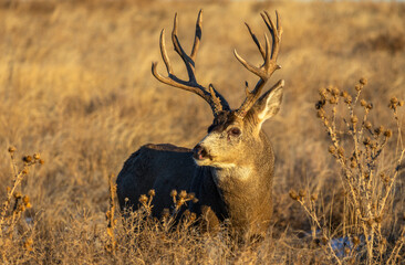 A Mule Deer Buck in the Rocky Mountain Arsenal National Wildlife Refuge in Colorado