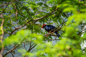 Violet Turaco (Musophaga violacea) Outdoors
