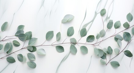 eucalyptus leaves background on white marble,
