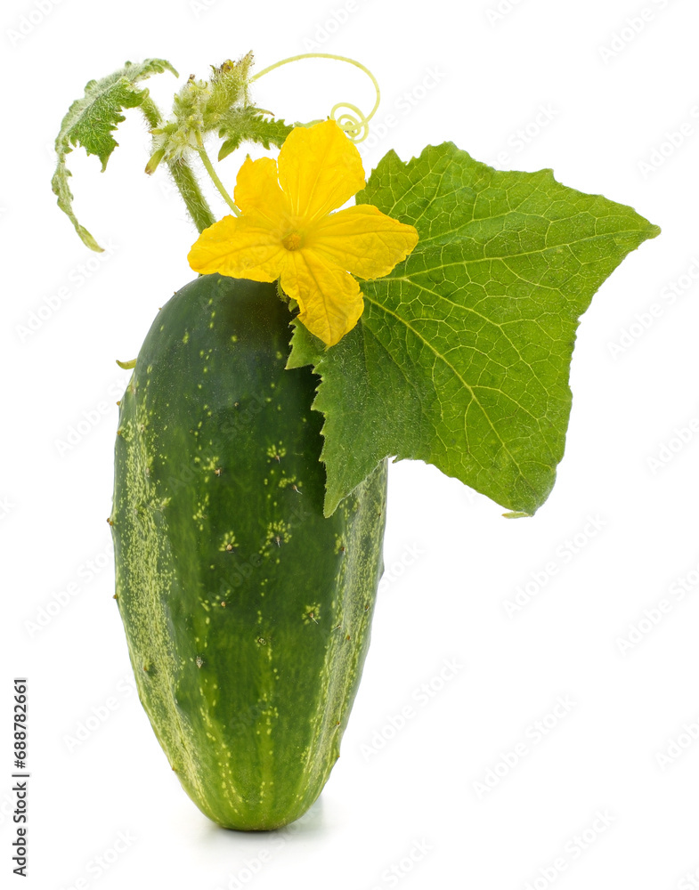 Canvas Prints green cucumber with leaves and flower.