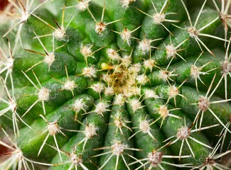 Cactus close-up, macro photography background