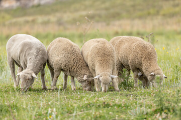Naklejka na ściany i meble Merino breed sheep grazing on a pasture in South Africa 1