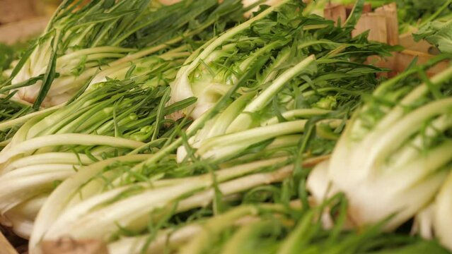 Puntarelle are placed in a container at a market stall