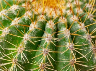 Cactus closeup, macro photography, wallpaper