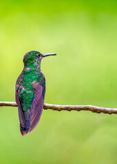 Green-Crowned Brilliant Hummingbird (Heliodoxa jacula) Outdoors