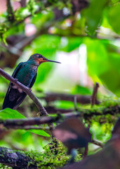 Green-Crowned Brilliant Hummingbird (Heliodoxa jacula) Outdoors