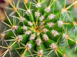 Cactus closeup, macro photography, wallpaper