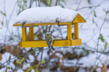 Feeder with sunflower for birds - titmice. There is snow all around.