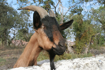 The brown goat has horns and is leaning against the fence.