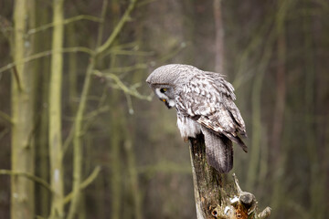 Great grey owl, Strix nebulosa, bird looking for prey, sitting on old tree trunk, portrait of large owl. Wildlife nature.