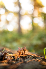Forest mushrooms in the grass. Gathering mushrooms. Mushroom photo, forest photo, forest mushroom, forest mushroom photo