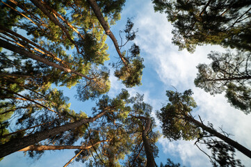 Sunny Panoramic Forest of Spruce Trees in Autumn