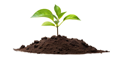 Young green plant growing out of black soil, cut out - Powered by Adobe