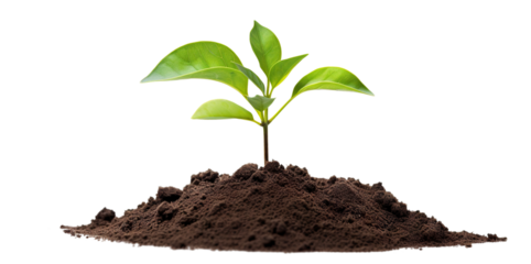 Young green plant growing out of black soil, cut out