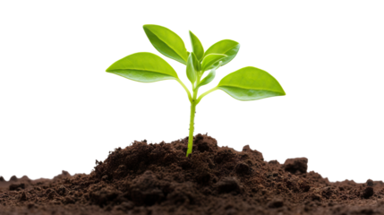 Young green plant growing out of black soil, cut out