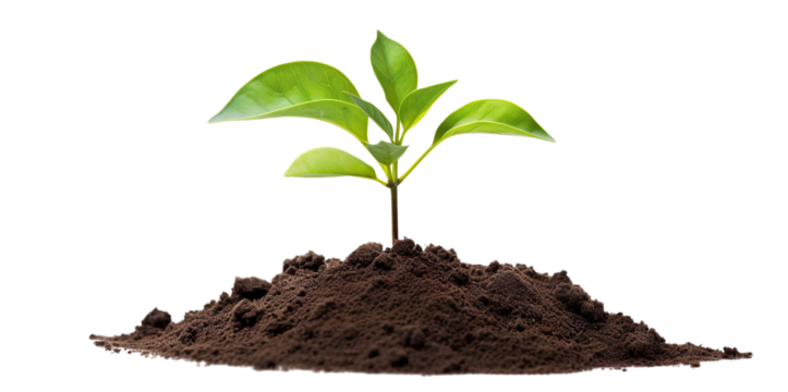 Young green plant growing out of black soil, cut out