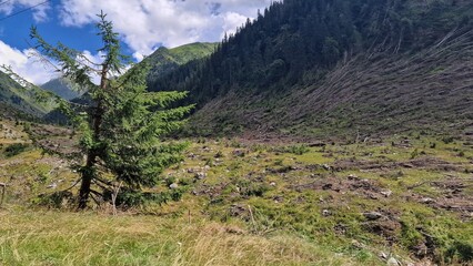 Beautiful landscape view to the Carpathian Mountains, in Romania, with green hills, meadow and coniferous forest.