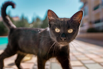 Close up of a black cat in the back yard