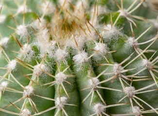 Cactus closeup, macro photography, wallpaper