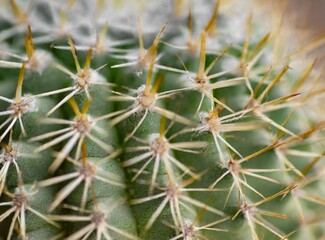 Cactus closeup, macro photography, wallpaper