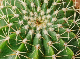 Cactus closeup, macro photography, wallpaper