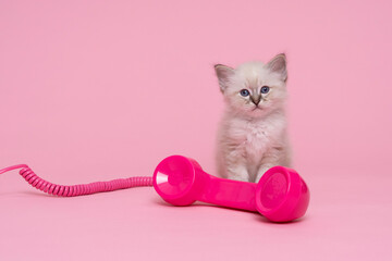 beautiful sacred burmese cat kitten with a pink old fashioned telephone horn luxury cat, pink background