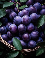 Fototapeta premium ripe plums in basket on tree, dark purple,